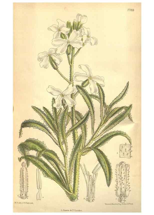 Reproducción/Reproduction 8634396519: Curtis's botanical magazine.. London ;New York [etc.] :Academic Press [etc.]