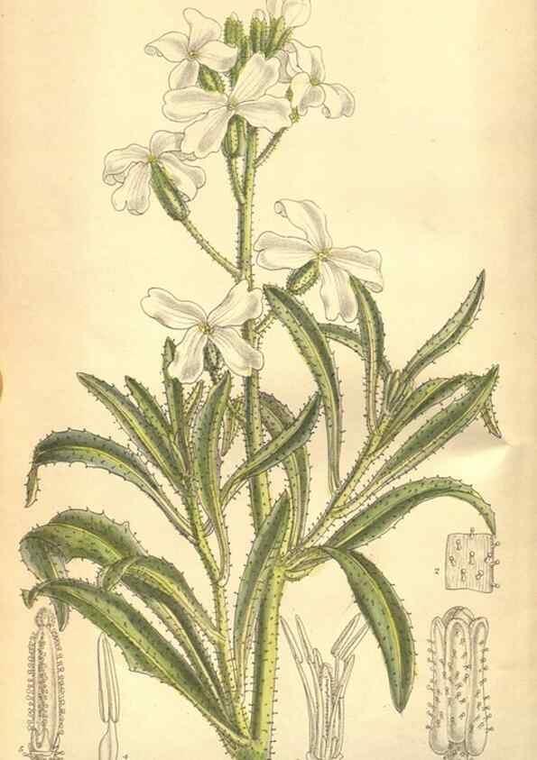 Reproducción/Reproduction 8634396519: Curtis's botanical magazine.. London ;New York [etc.] :Academic Press [etc.]