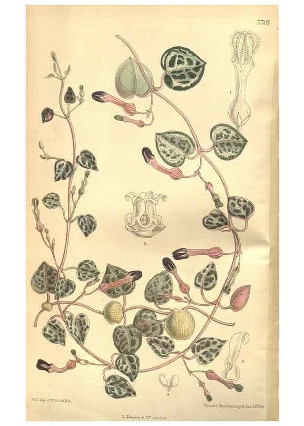 Reproducción/Reproduction 8634397169: Curtis's botanical magazine.. London ;New York [etc.] :Academic Press [etc.]