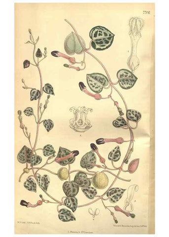 Reproducción/Reproduction 8634397169: Curtis's botanical magazine.. London ;New York [etc.] :Academic Press [etc.]