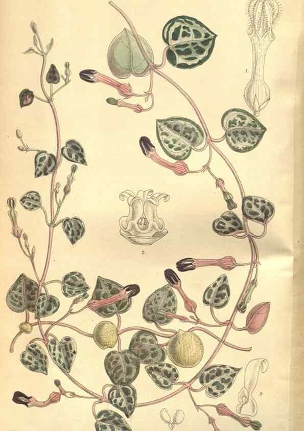 Reproducción/Reproduction 8634397169: Curtis's botanical magazine.. London ;New York [etc.] :Academic Press [etc.]