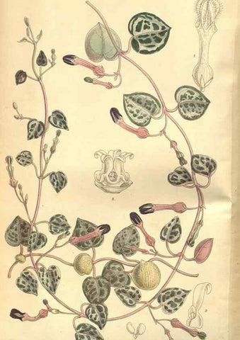 Reproducción/Reproduction 8634397169: Curtis's botanical magazine.. London ;New York [etc.] :Academic Press [etc.]