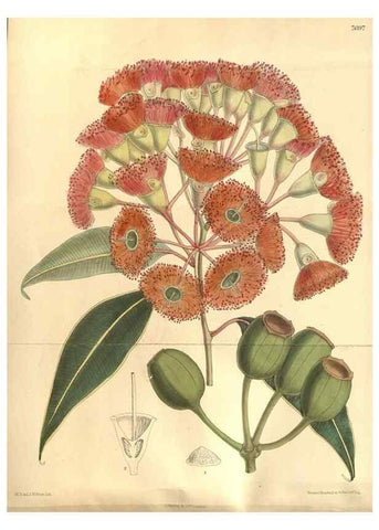 Reproducción/Reproduction 8634391961: Curtis's botanical magazine.. London ;New York [etc.] :Academic Press [etc.]