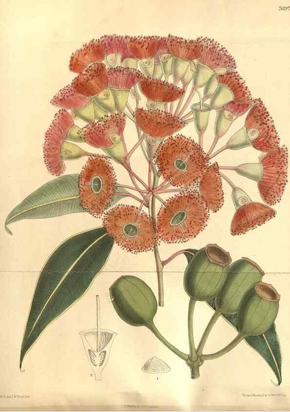 Reproducción/Reproduction 8634391961: Curtis's botanical magazine.. London ;New York [etc.] :Academic Press [etc.]