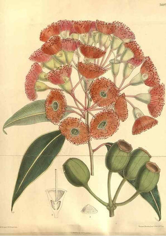 Reproducción/Reproduction 8634391961: Curtis's botanical magazine.. London ;New York [etc.] :Academic Press [etc.]