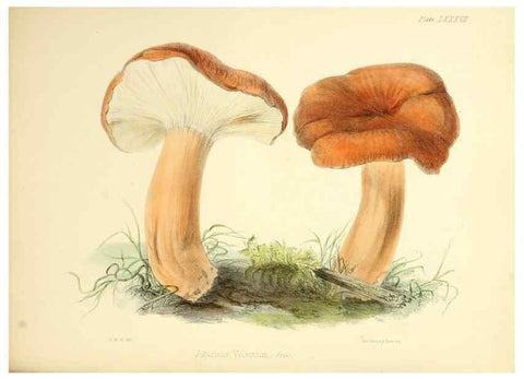 Reproducción/Reproduction 8619433562: Illustrations of British mycology,. London,Reeve, Benham and Reeve,1847-55.