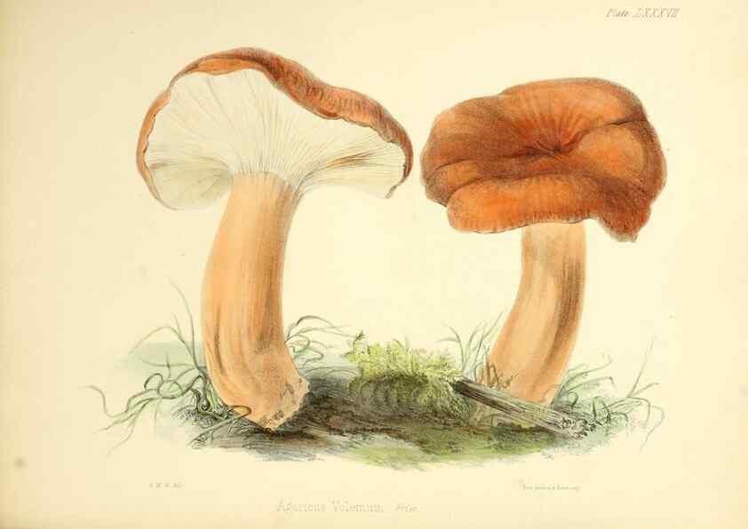 Reproducción/Reproduction 8619433562: Illustrations of British mycology,. London,Reeve, Benham and Reeve,1847-55.