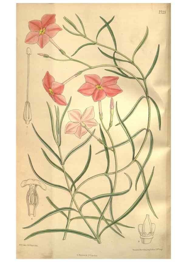 Reproducción/Reproduction 8634412637: Curtis's botanical magazine.. London ;New York [etc.] :Academic Press [etc.]