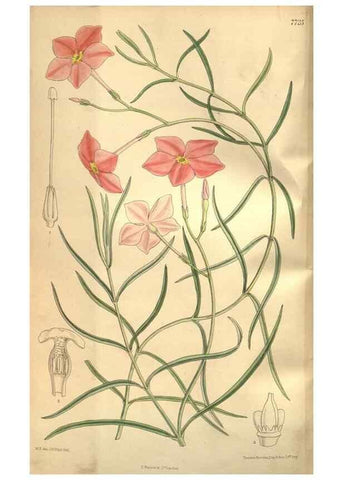 Reproducción/Reproduction 8634412637: Curtis's botanical magazine.. London ;New York [etc.] :Academic Press [etc.]