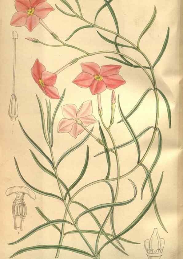 Reproducción/Reproduction 8634412637: Curtis's botanical magazine.. London ;New York [etc.] :Academic Press [etc.]