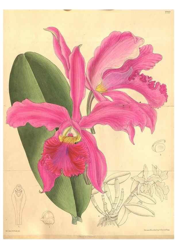 Reproducción/Reproduction 8635520498: Curtis's botanical magazine.. London ;New York [etc.] :Academic Press [etc.]