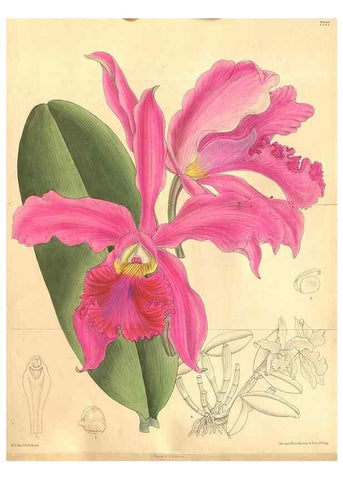 Reproducción/Reproduction 8635520498: Curtis's botanical magazine.. London ;New York [etc.] :Academic Press [etc.]