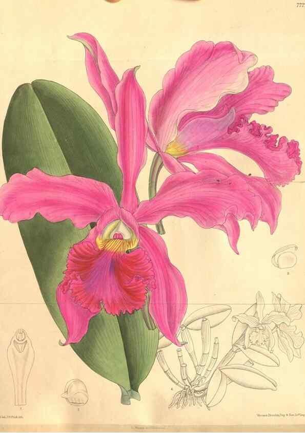 Reproducción/Reproduction 8635520498: Curtis's botanical magazine.. London ;New York [etc.] :Academic Press [etc.]