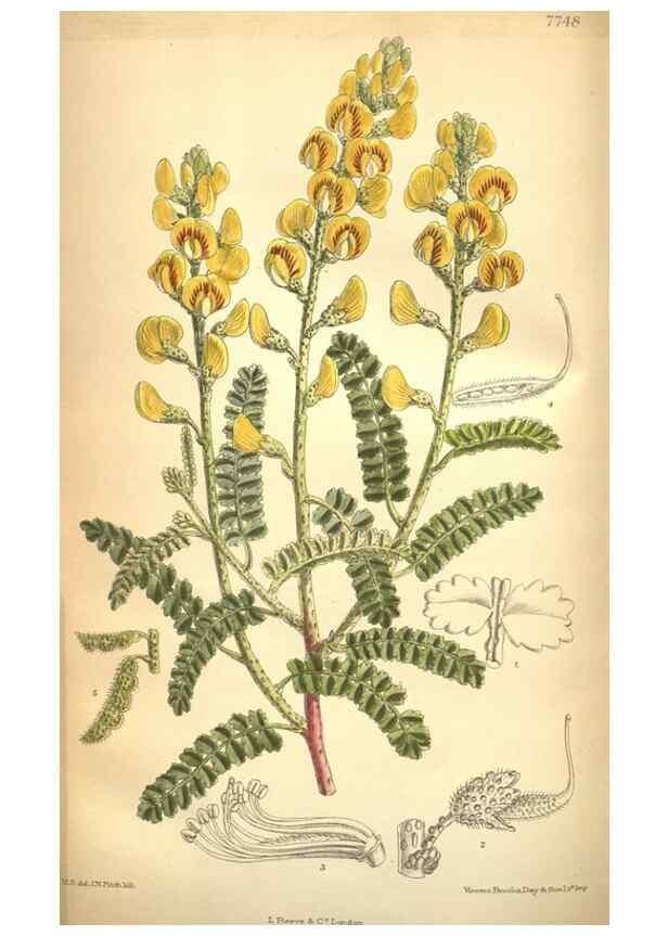 Reproducción/Reproduction 8634430487: Curtis's botanical magazine.. London ;New York [etc.] :Academic Press [etc.]