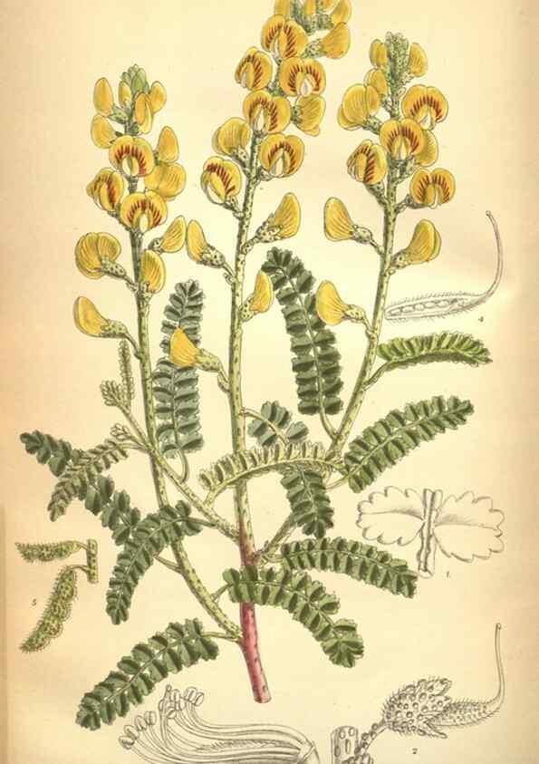 Reproducción/Reproduction 8634430487: Curtis's botanical magazine.. London ;New York [etc.] :Academic Press [etc.]