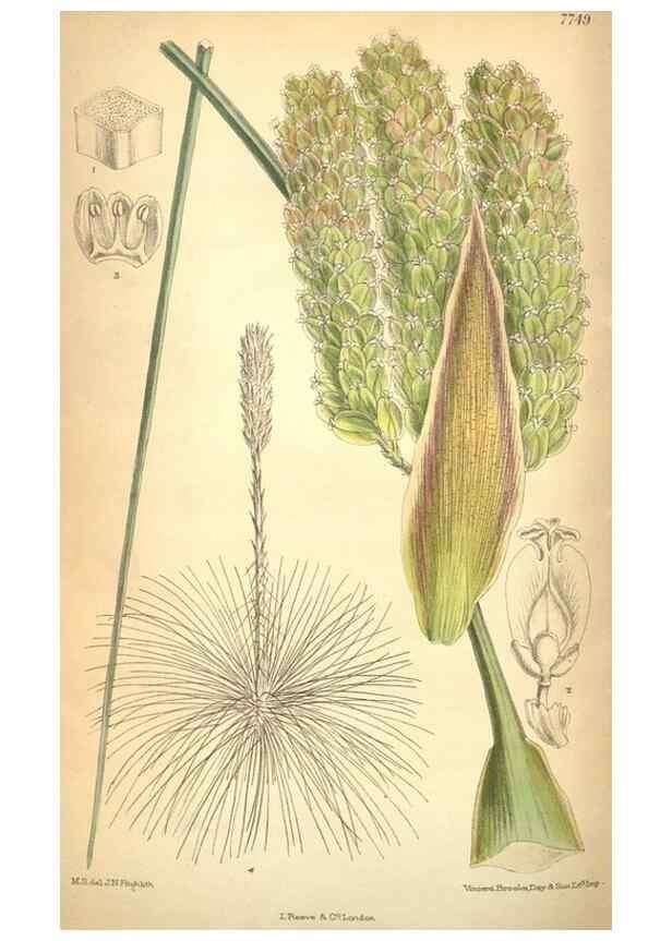 Reproducción/Reproduction 8635538280: Curtis's botanical magazine.. London ;New York [etc.] :Academic Press [etc.]