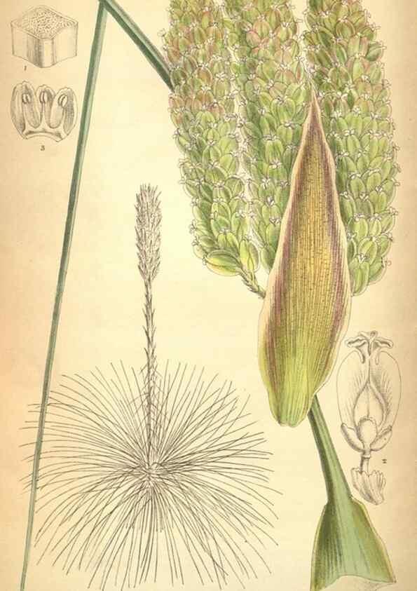 Reproducción/Reproduction 8635538280: Curtis's botanical magazine.. London ;New York [etc.] :Academic Press [etc.]