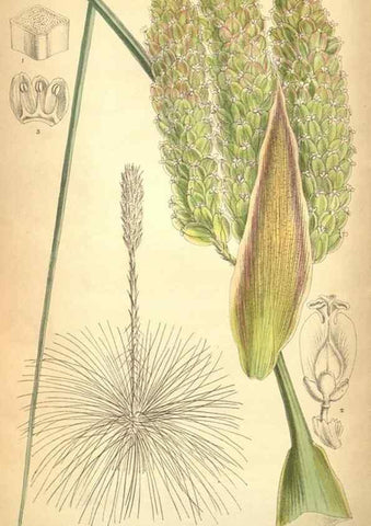 Reproducción/Reproduction 8635538280: Curtis's botanical magazine.. London ;New York [etc.] :Academic Press [etc.]