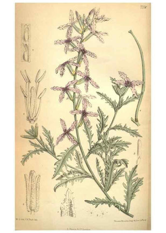 Reproducción/Reproduction 8634431881: Curtis's botanical magazine.. London ;New York [etc.] :Academic Press [etc.]