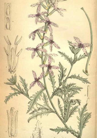 Reproducción/Reproduction 8634431881: Curtis's botanical magazine.. London ;New York [etc.] :Academic Press [etc.]