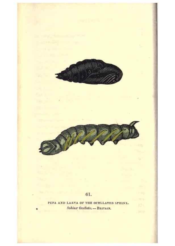 Reproducción/Reproduction 8717739606: The book of butterflies, sphinxes and moths;. London,Whittaker,1832-34.