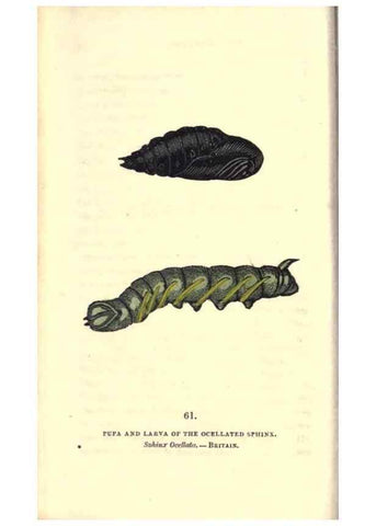 Reproducción/Reproduction 8717739606: The book of butterflies, sphinxes and moths;. London,Whittaker,1832-34.