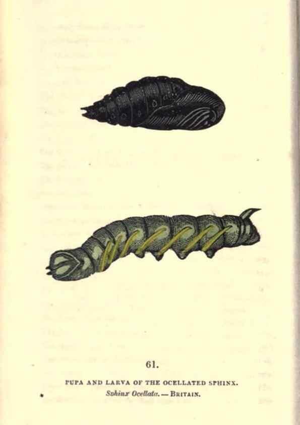 Reproducción/Reproduction 8717739606: The book of butterflies, sphinxes and moths;. London,Whittaker,1832-34.