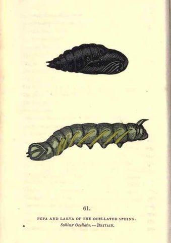 Reproducción/Reproduction 8717739606: The book of butterflies, sphinxes and moths;. London,Whittaker,1832-34.