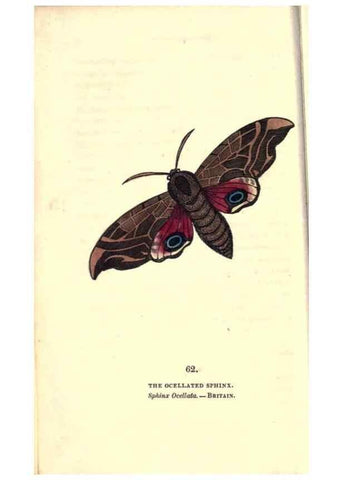 Reproducción/Reproduction 8717740314: The book of butterflies, sphinxes and moths;. London,Whittaker,1832-34.