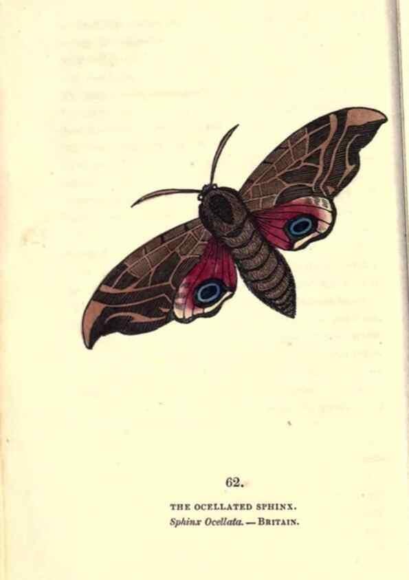 Reproducción/Reproduction 8717740314: The book of butterflies, sphinxes and moths;. London,Whittaker,1832-34.