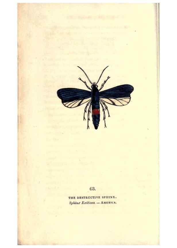 Reproducción/Reproduction 8717740838: The book of butterflies, sphinxes and moths;. London,Whittaker,1832-34.