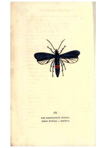 Reproducción/Reproduction 8717740838: The book of butterflies, sphinxes and moths;. London,Whittaker,1832-34.
