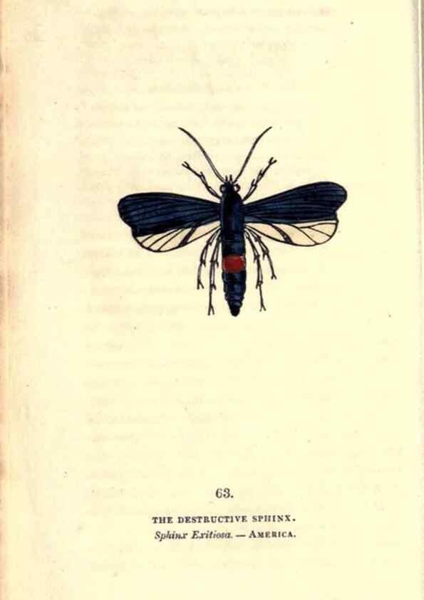 Reproducción/Reproduction 8717740838: The book of butterflies, sphinxes and moths;. London,Whittaker,1832-34.