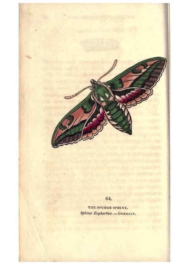 Reproducción/Reproduction 8716622195: The book of butterflies, sphinxes and moths;. London,Whittaker,1832-34.