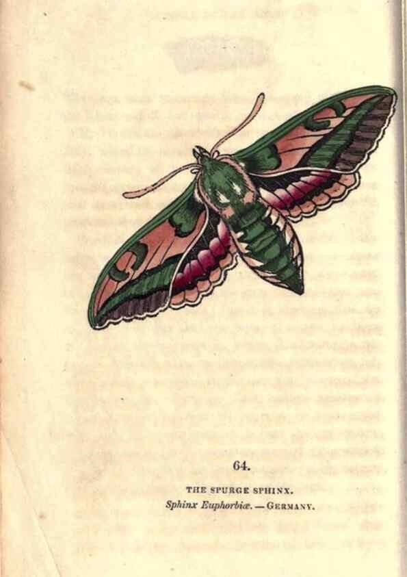 Reproducción/Reproduction 8716622195: The book of butterflies, sphinxes and moths;. London,Whittaker,1832-34.