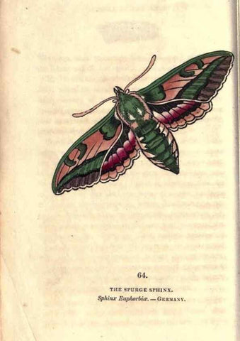 Reproducción/Reproduction 8716622195: The book of butterflies, sphinxes and moths;. London,Whittaker,1832-34.