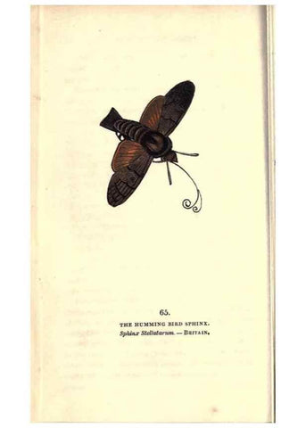 Reproducción/Reproduction 8716622547: The book of butterflies, sphinxes and moths;. London,Whittaker,1832-34.