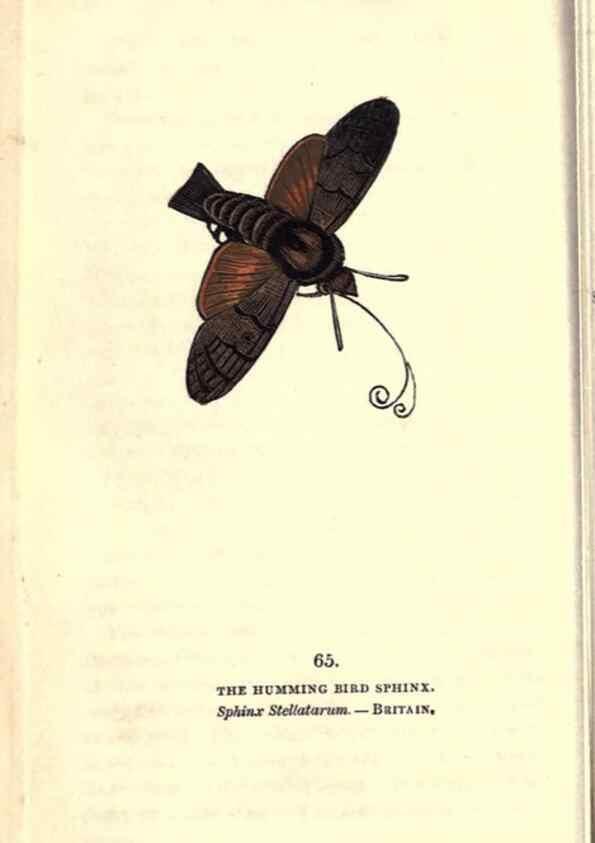 Reproducción/Reproduction 8716622547: The book of butterflies, sphinxes and moths;. London,Whittaker,1832-34.