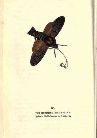 Reproducción/Reproduction 8716622547: The book of butterflies, sphinxes and moths;. London,Whittaker,1832-34.