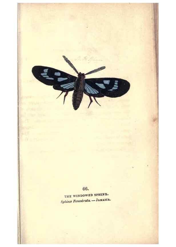 Reproducción/Reproduction 8717742182: The book of butterflies, sphinxes and moths;. London,Whittaker,1832-34.