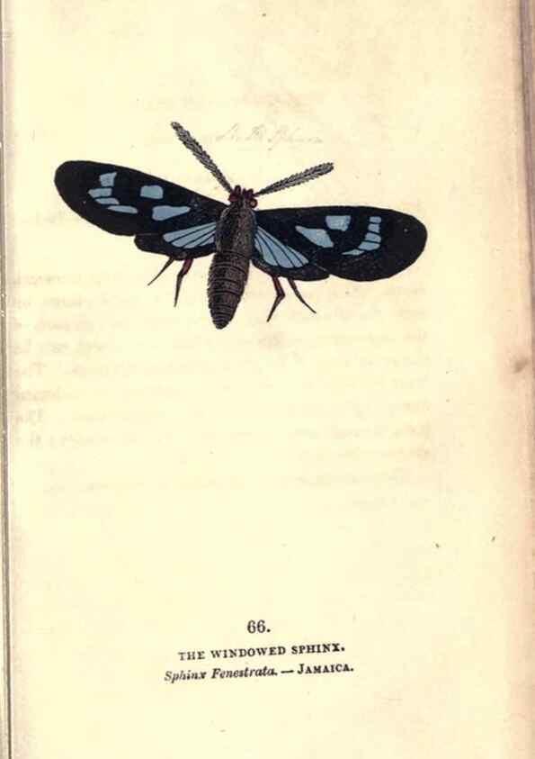 Reproducción/Reproduction 8717742182: The book of butterflies, sphinxes and moths;. London,Whittaker,1832-34.