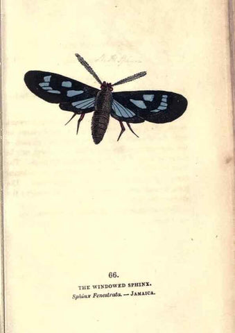 Reproducción/Reproduction 8717742182: The book of butterflies, sphinxes and moths;. London,Whittaker,1832-34.