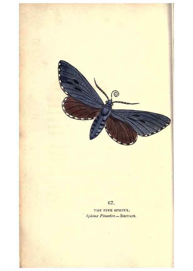Reproducción/Reproduction 8716623315: The book of butterflies, sphinxes and moths;. London,Whittaker,1832-34.