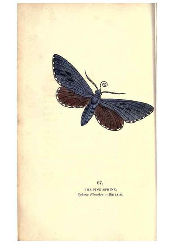 Reproducción/Reproduction 8716623315: The book of butterflies, sphinxes and moths;. London,Whittaker,1832-34.