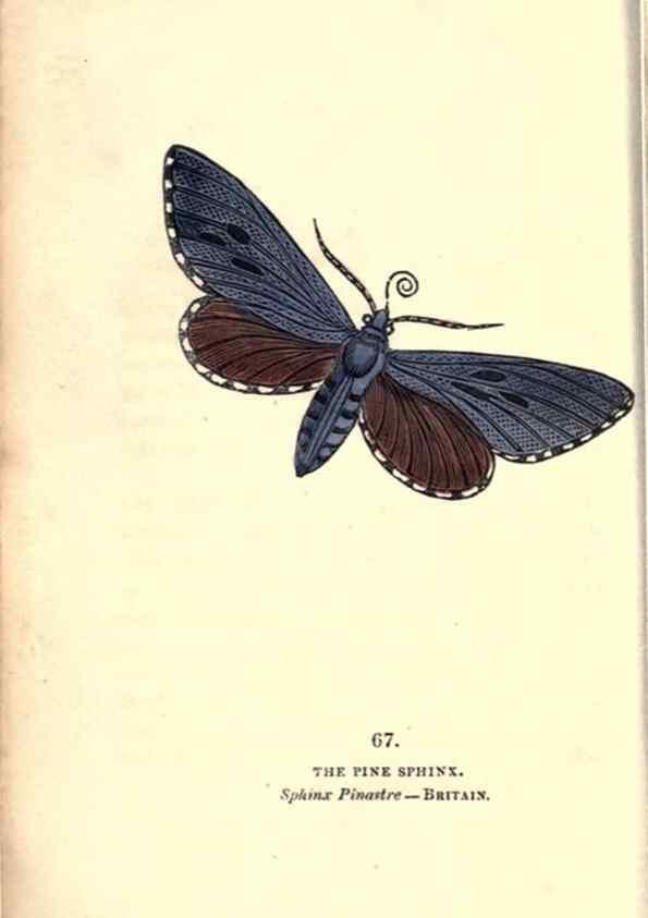 Reproducción/Reproduction 8716623315: The book of butterflies, sphinxes and moths;. London,Whittaker,1832-34.