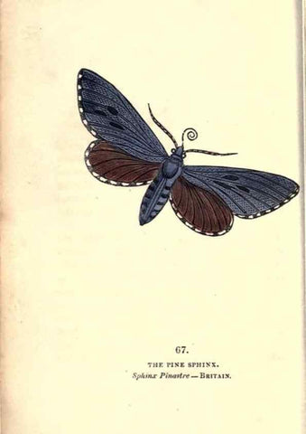 Reproducción/Reproduction 8716623315: The book of butterflies, sphinxes and moths;. London,Whittaker,1832-34.
