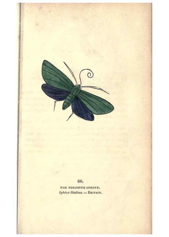 Reproducción/Reproduction 8717742902: The book of butterflies, sphinxes and moths;. London,Whittaker,1832-34.