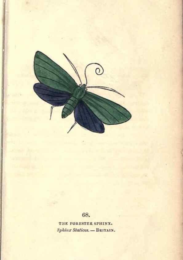 Reproducción/Reproduction 8717742902: The book of butterflies, sphinxes and moths;. London,Whittaker,1832-34.