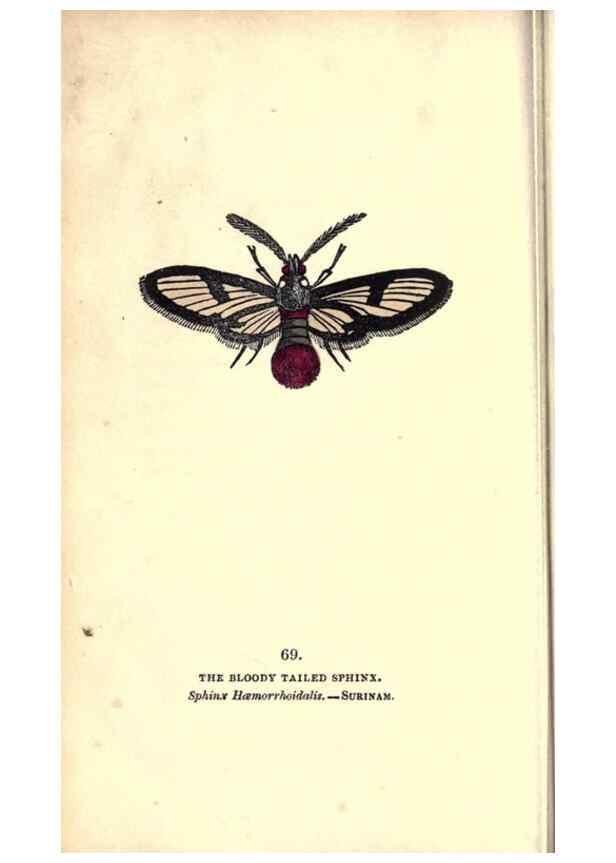 Reproducción/Reproduction 8716624075: The book of butterflies, sphinxes and moths;. London,Whittaker,1832-34.