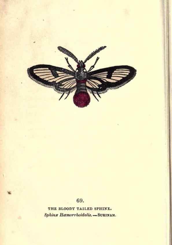 Reproducción/Reproduction 8716624075: The book of butterflies, sphinxes and moths;. London,Whittaker,1832-34.